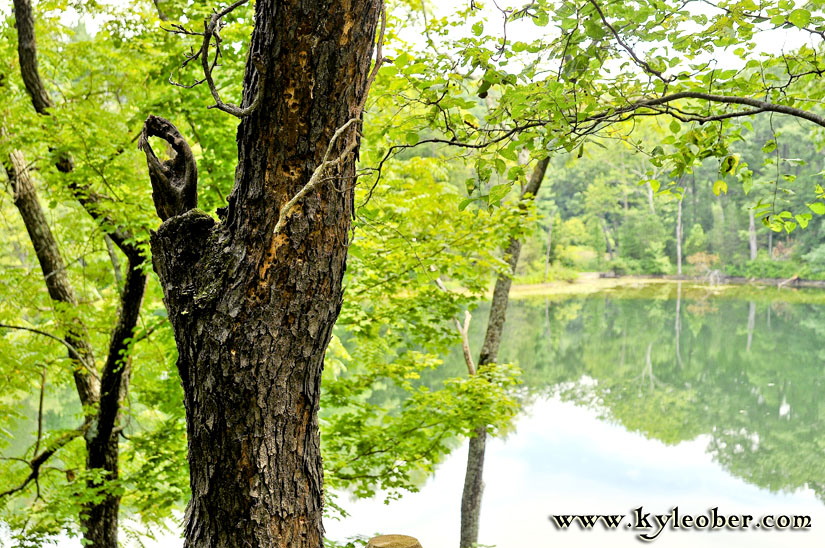 Tree over the Pond